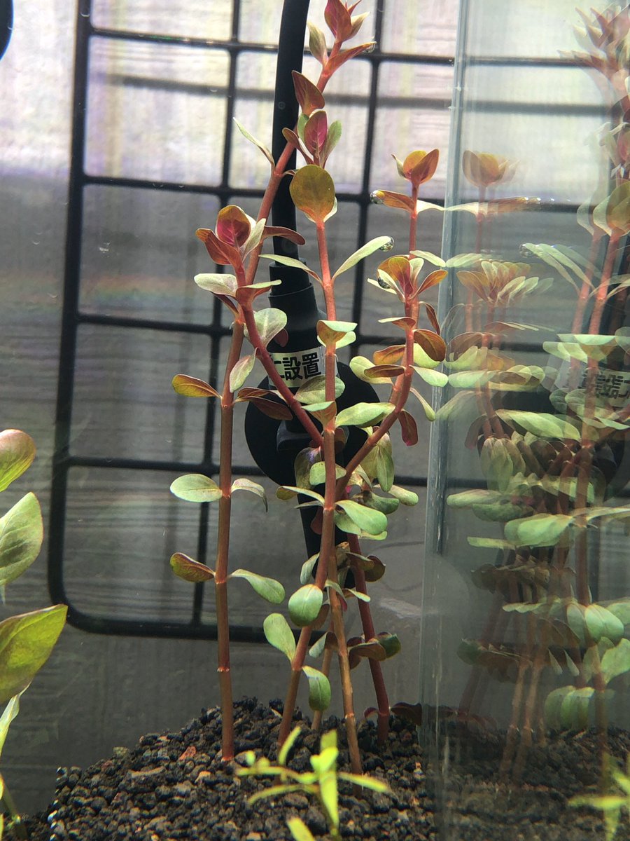 イーブン 植えたロタラ水上葉が曲がってるんだが 今朝見たら葉は上を向いてるし これがロタラの匍匐性なんだろうか ロタラもルドヴィジアもノチドメも水中根らしいものが出てるからといって液肥添加は早計ですかね わからぬことだらけやぁ イーブン 植えたロタラ水上葉が曲がってるんだが 今朝見たら葉は上を向いてるし これがロタラの匍匐性なんだろうか ロタラもルドヴィジアもノチドメも水中根らしいものが出てるからといって液肥添加は早計ですかね わからぬことだらけやぁ