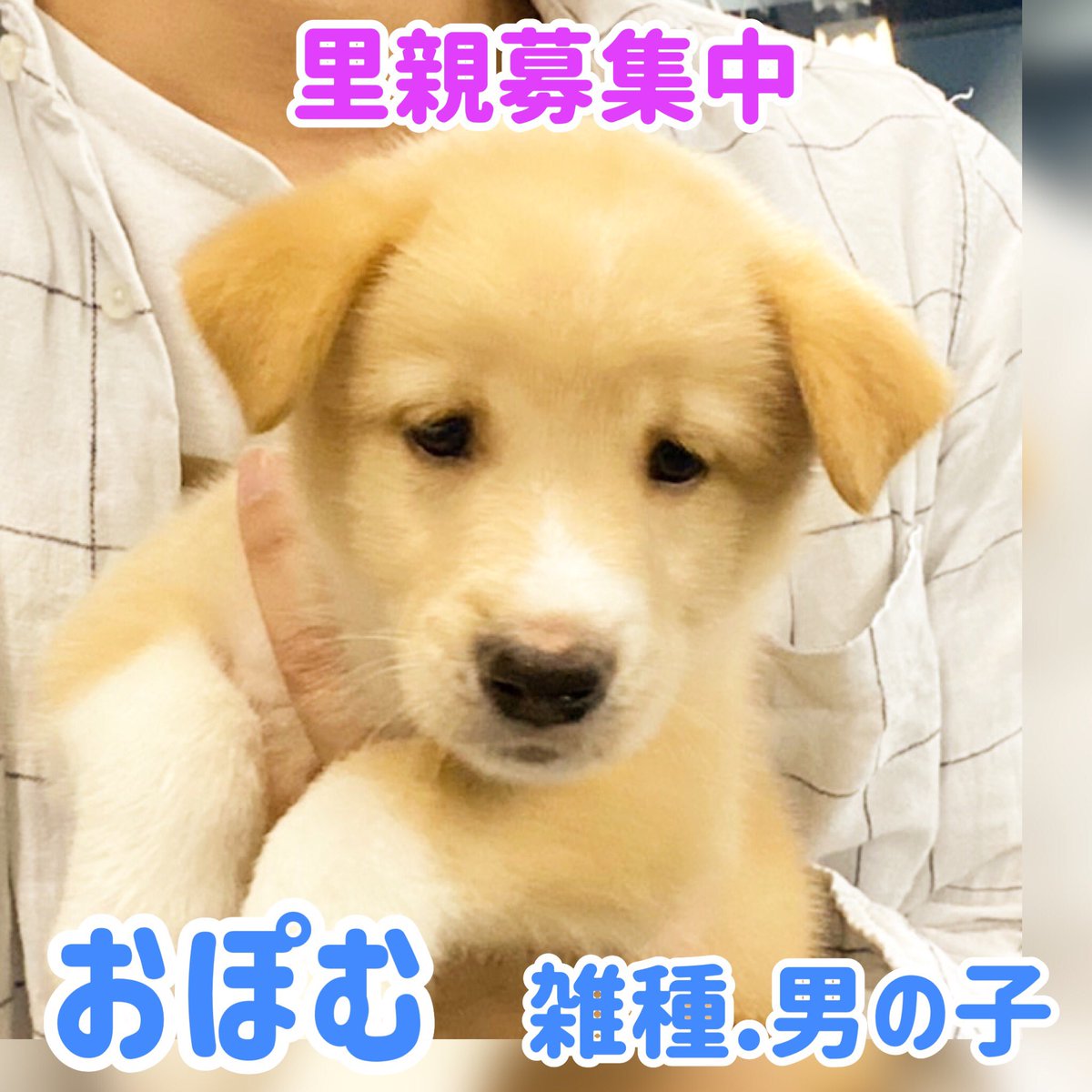 大阪 子犬 里親 無料 里親募集