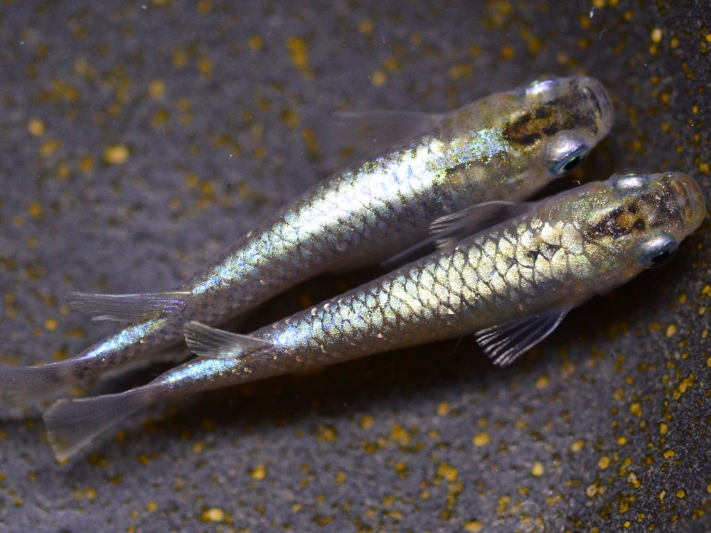 多機能型ゲットワークエナベル Halメダカ なかよし 燐光さんペア ヤフオクにて出品中です T Co 3nshbnna6g メダカ Halメダカ