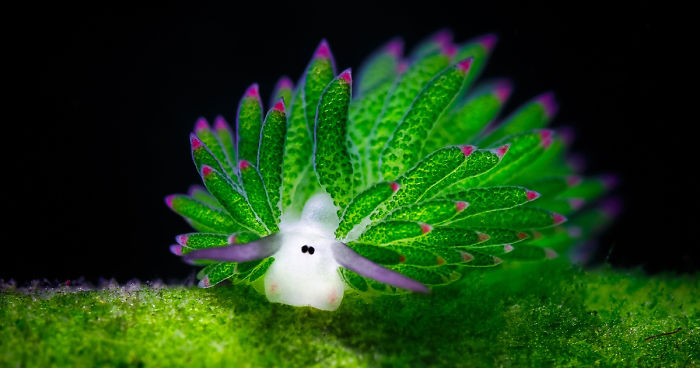  @Catswag05 "Leafy sheep" sea slug