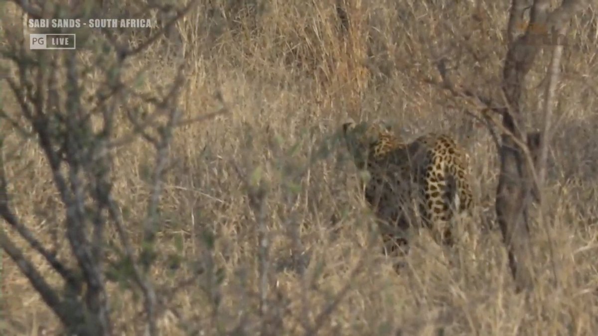 BsmithiT's tweet photo. #wildearth My opinion, leopards are hear because the hyenas have backed off a bit. Too many hyenas will drive off the smaller leopards, another opinion. Sure glad to see them back with Tristan  the wizard. @WildEarth https://t.co/ojzo0QUlDs