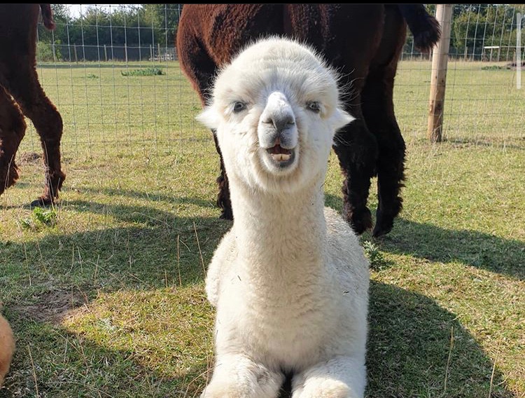 This alpaca just signed on to Zoom and realized some of its magnets in the background are NSFW