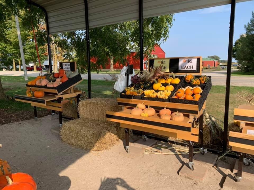 NathanSaarloos's tweet photo. Our fifth season of growing pumpkins as a family and I couldn’t be more proud of the progress we’ve made over the years.  If you’re in the Aylmer area, come on out and check out what we have to offer! https://t.co/l3VuXiDVz6  #ProudDadMoment #elgincounty #localislekker https://t.co/WXnDPRrKiT