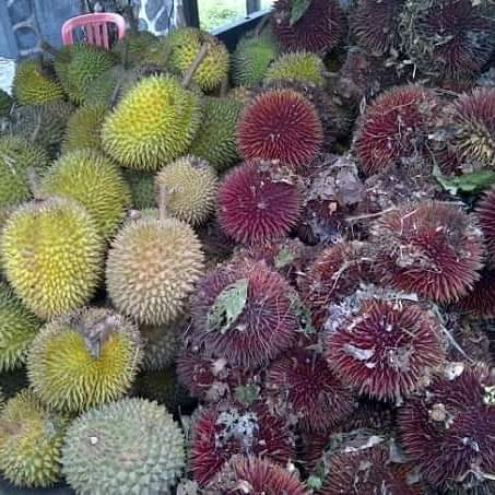 Left : Durian.Right : Kusik/Wild Red Durian.Two different fruits with different taste/texture/aroma. Although these two look very alike.
