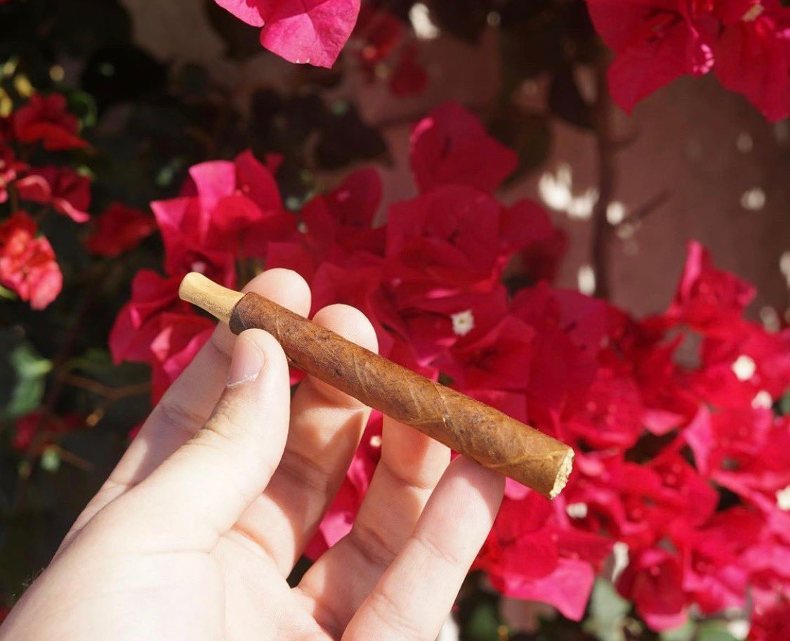 HQ_Smokes's tweet photo. 21 today, so I’m dropping this as my birthday post bc I been working in secret since I was 17. I’m a professional cannabis roller, trying to find clientele that can appreciate the luxury in my craft. I really need some more exposure so pls rt! Dropping a thread below of my story! https://t.co/rkyMYrXZgi