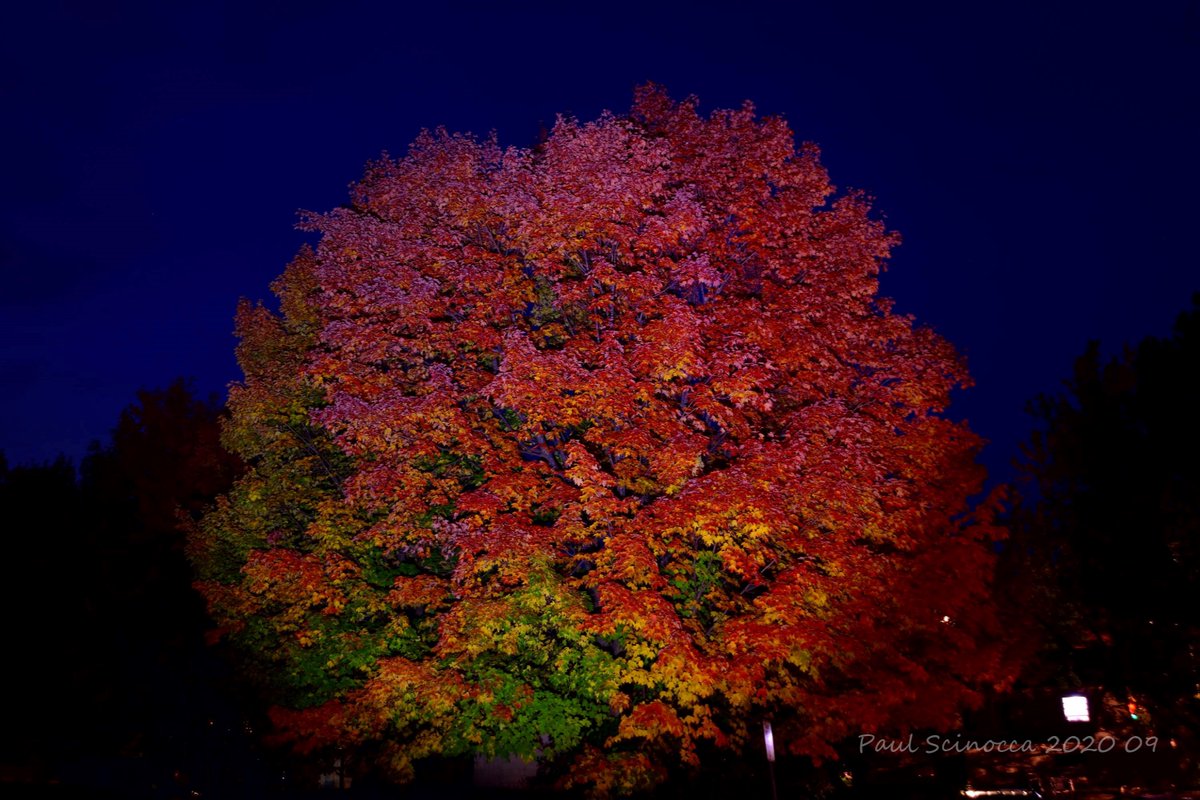 DuluthShips's tweet photo. The neighborhood Maple Tree showing off its colors at night...
#fallcolors 
#landscapephotography 
#nightphotography https://t.co/bvV6keIkJH