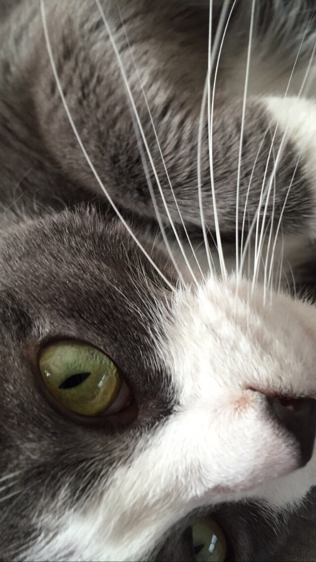 Happy #WhiskersWednesday from me #AngelChloee 😿💔 #greycatday #chloeeee #CatsOfTwitter 💞