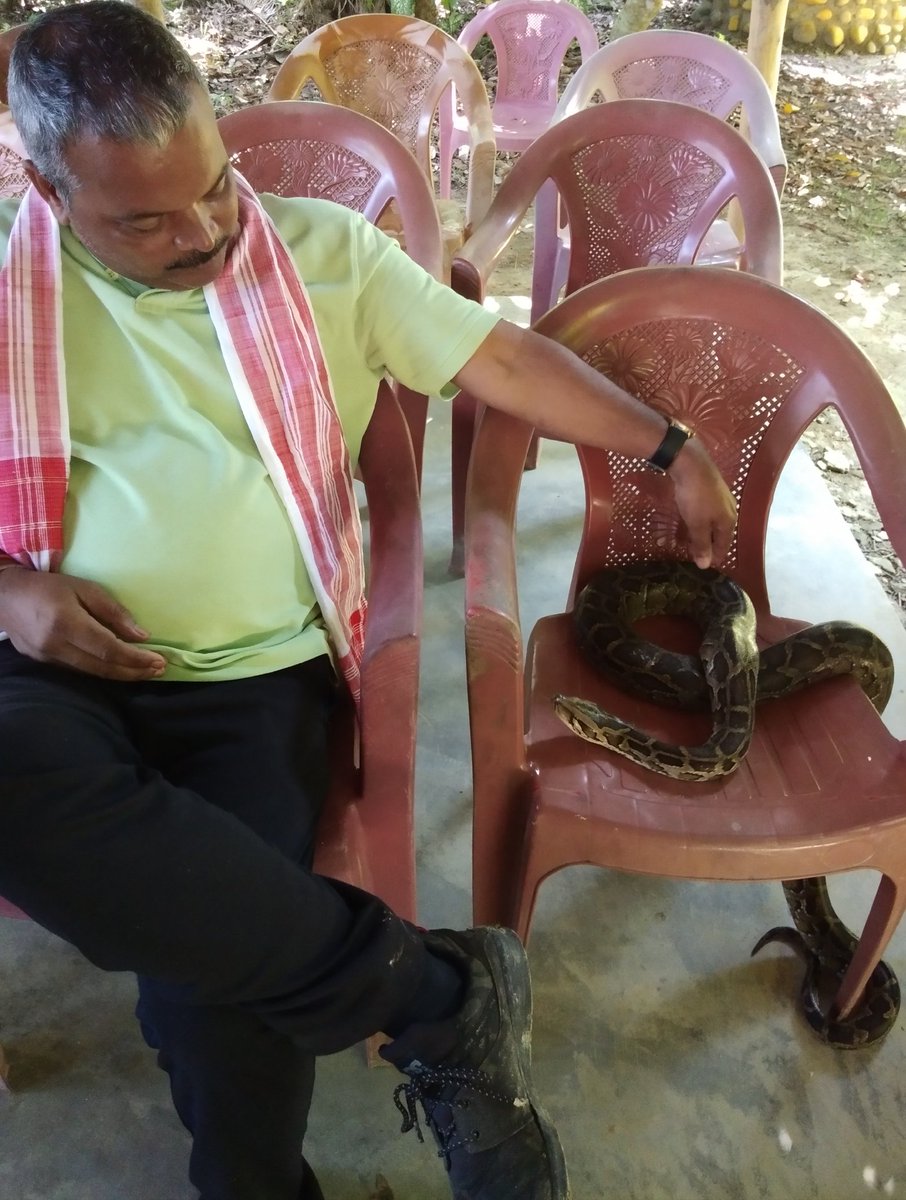 Mrinal_MLA's tweet image. I have a Python in my house campus which sometimes sit beside me,sometimes sit on my chair majestically and sometimes guard my gate to the horror of my visitors.Nowadays he is busy in pre- winter hunting and I have not seen him for three days.Wish him happy hunting.