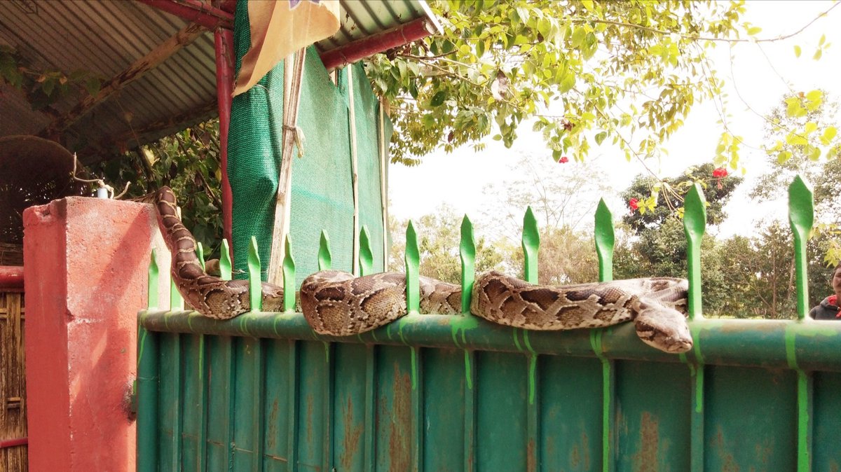 Mrinal_MLA's tweet image. I have a Python in my house campus which sometimes sit beside me,sometimes sit on my chair majestically and sometimes guard my gate to the horror of my visitors.Nowadays he is busy in pre- winter hunting and I have not seen him for three days.Wish him happy hunting.