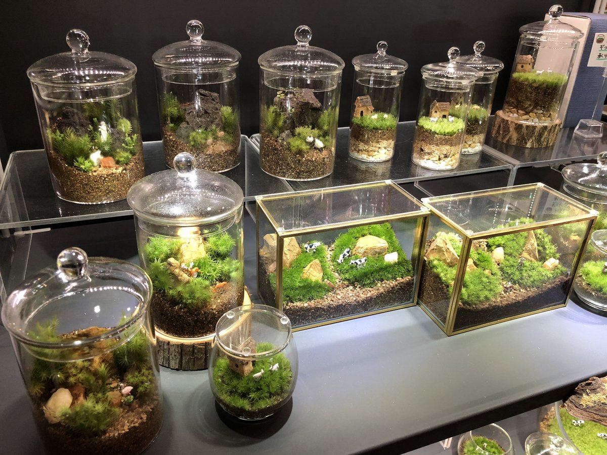 藤原 薫 Nhk あさイチ おでかけライブ 神奈川県鎌倉市の苔テラリウム 観ていただきありがとうございました T Co Xkarsaprsa 幻想的かつ癒しの世界観のある苔 色鮮やかで表情も豊か 部屋に一つあると幸せな空間が広がりますよね 藤原 薫 Nhk あさイチ おでかけライブ 神奈川県鎌倉市の苔テラリウム 観ていただきありがとうございました T Co Xkarsaprsa 幻想的かつ癒しの世界観のある苔 色鮮やかで表情も豊か 部屋に一つあると幸せな空間が広がりますよね