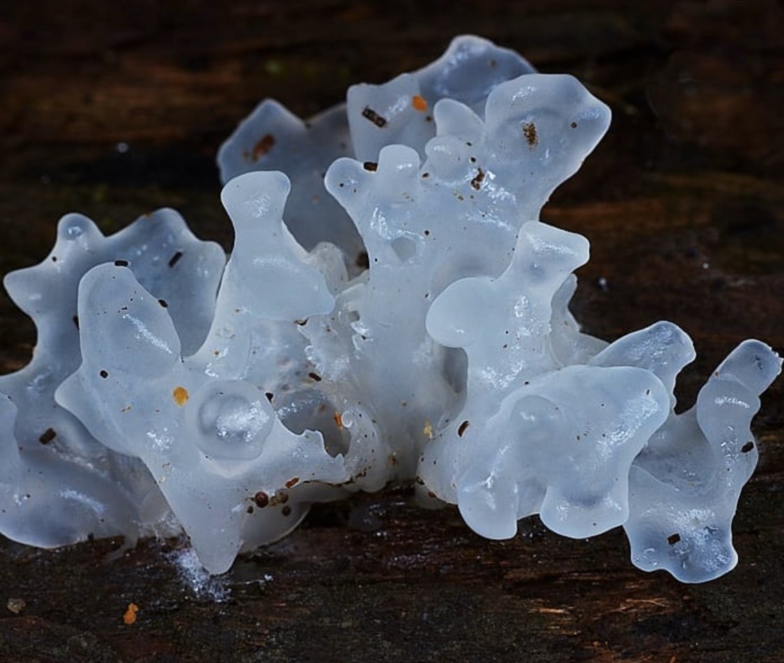 Tremella fuciformis as Iris Van Herpen spring 2017 couture