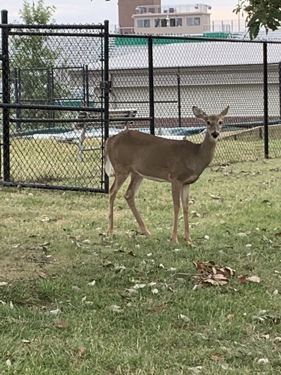 PattonvilleAD's tweet photo. Didn’t receive transfer yet on our new addition to the Xcountry team.... maybe tomorrow?? #stillVilleMade #runlikeadeer @pattonvilletfxc @PHSSportsMed2 @Pattonville_HS https://t.co/krfsQBolls