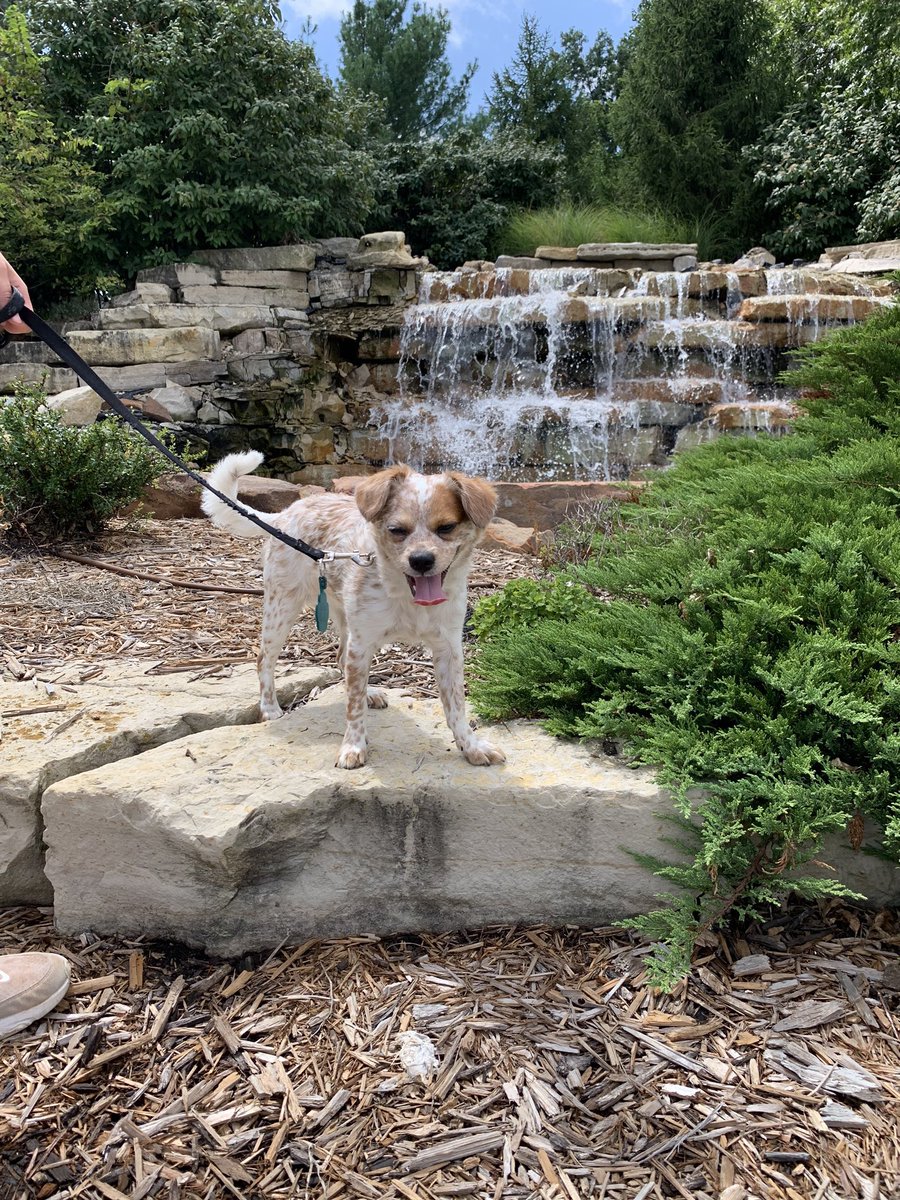 IchaDogs's tweet photo. Our new friend Nala wants to remind you that the @Ichabodshop will be having a 50% sale starting TOMORROW! We will be hosting another gift card giveaway tomorrow, so stay tuned for your chance to win!
#dogsforbods
#HowlingForWU https://t.co/X3yOZWL09k