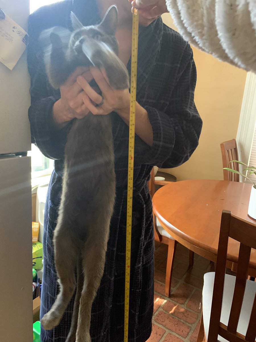 gingerrbatman's tweet photo. Thinking back to when my Husband and I measured our cat from compact to long mode. Turns out it’s 12in vs 32in https://t.co/F7Ic5XrJGD