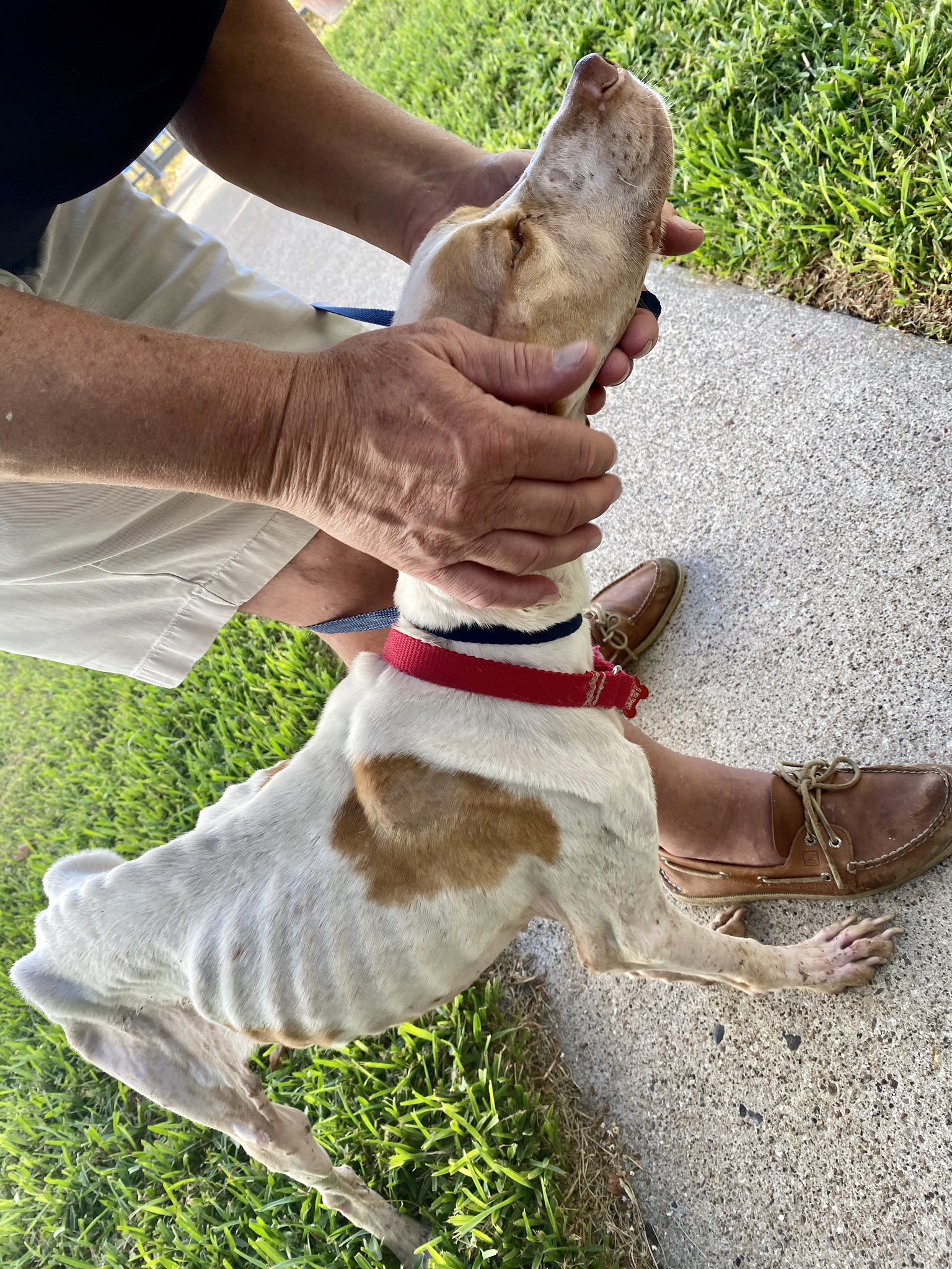 Water Bottle - Easily Distracted By Rescue Dogs — Cane Rosso Dog Rescue