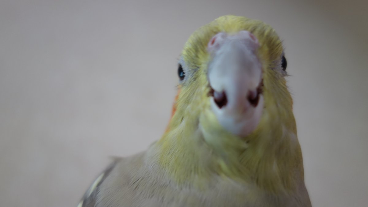 まめるりはことり インコイラストレーター おはようございます 今日は 鳥さまの正面顔 カイヌシ様を見つめるそのキュートな瞳 写真に 鳥さま タグをつけてレスに投稿してね Rt コメントも大募集 鳥さま 文鳥 鳥好きさんと繋がりたい まめるりはことり インコイラストレーター おはようございます 今日は 鳥さまの正面顔 カイヌシ様を見つめるそのキュートな瞳 写真に 鳥さま タグをつけてレスに投稿してね Rt コメントも大募集 鳥さま 文鳥 鳥好きさんと繋がりたい