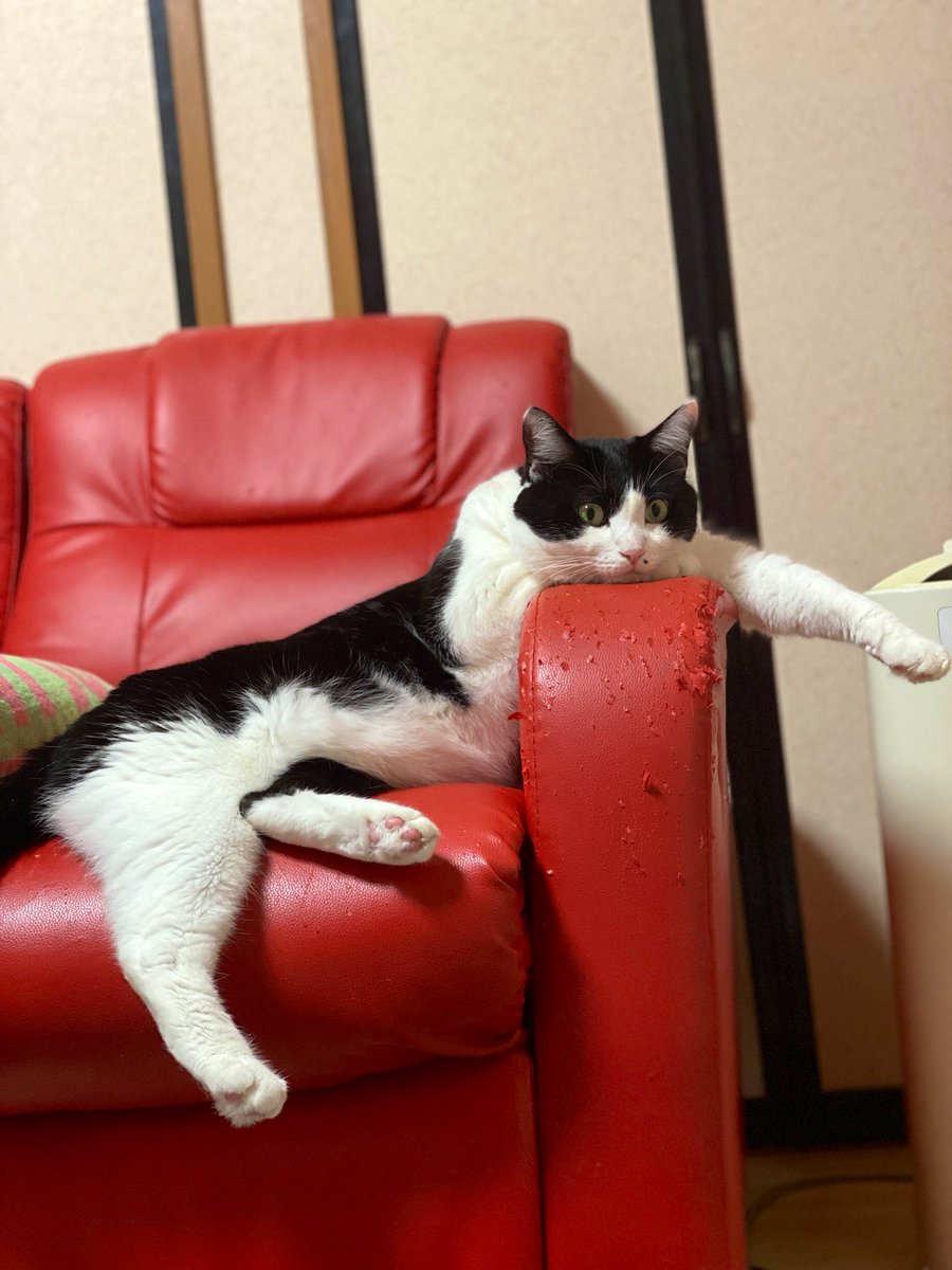 Summer624's tweet photo. これはくつろいでいるのか？

ソファーボロボロ犯人🐈

#液体化した猫 https://t.co/WN6rOZnjc3