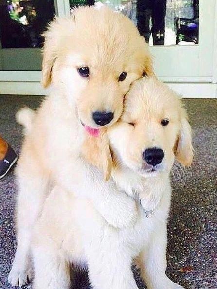 iamjungwoosdog's tweet photo. อ้ยยยยยย จองอูกับซองชาน 🐶🥺 https://t.co/GSILVVTuG3