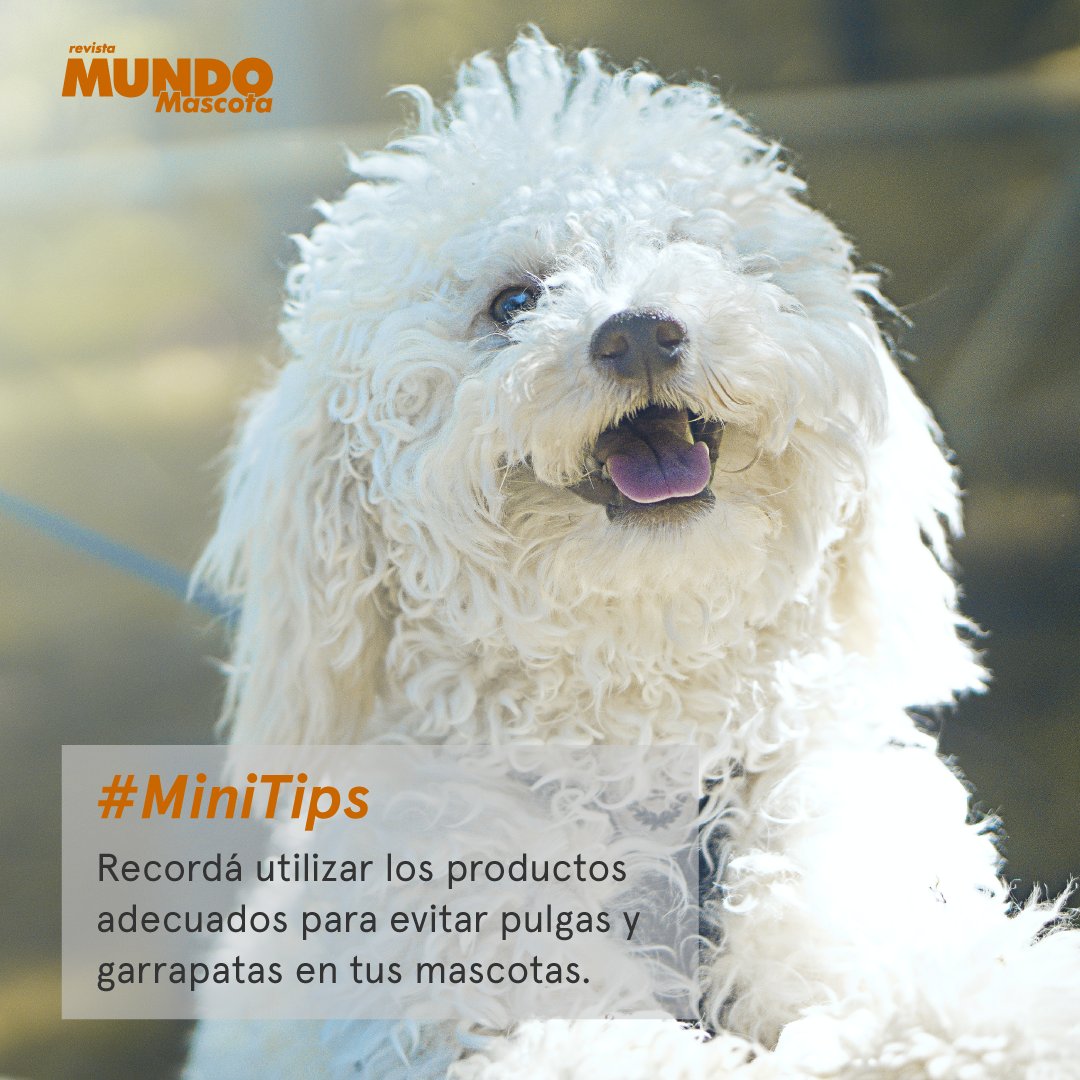 MundoMascota4's tweet image. #MiniTips 🐾
Siempre utilizá productos de buena calidad y que beneficien a tu mascota.