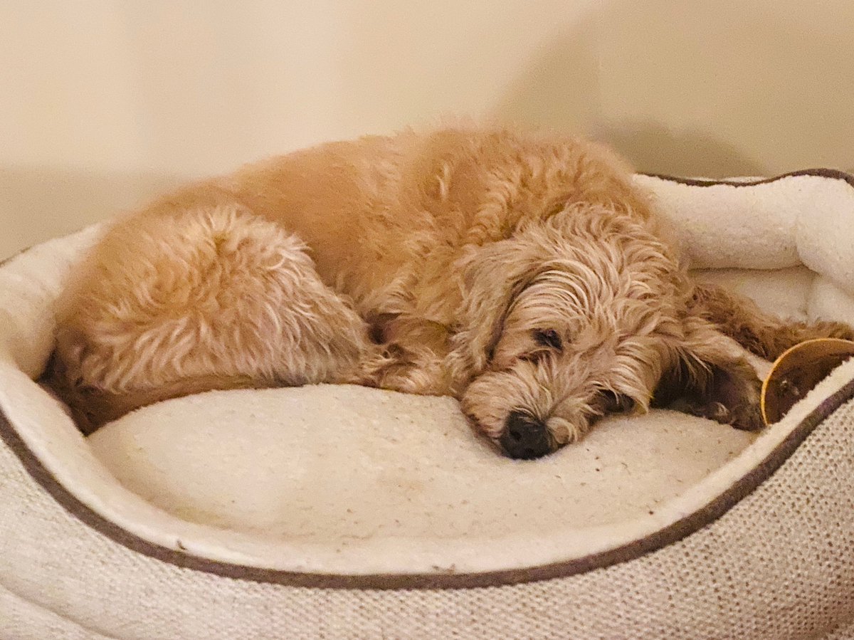 That deep, restful sleep when they realize they are *home.* 🥰 Enjoy your happily-ever-after, sweet Molly ❤️