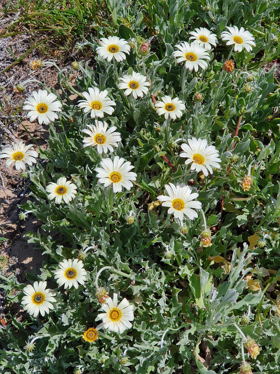 heart_nerd's tweet photo. Spring is springing out at #PointPeron. It was a 6 lizard kind of day! #JustAnotherDayinWA https://t.co/X8TIF1Za3C
