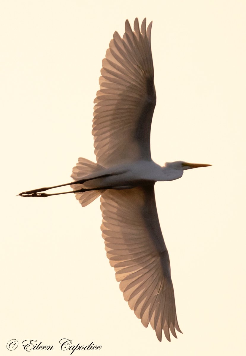 Eileen2thelens's tweet photo. Great Egret at sunset ❤️

#birds #NaturePhotography #wildlife #nikonphotography #beauty #photography #sunset #wingspan  #photographer #photooftheday @todaysbird @WildlifeofDay @WillCoForests @Nature_IL @nature_org @birdsblooms @NatGeoYourShot @OutdoorPhotoMag @Shanks1Scotland https://t.co/AtZpgegsyz