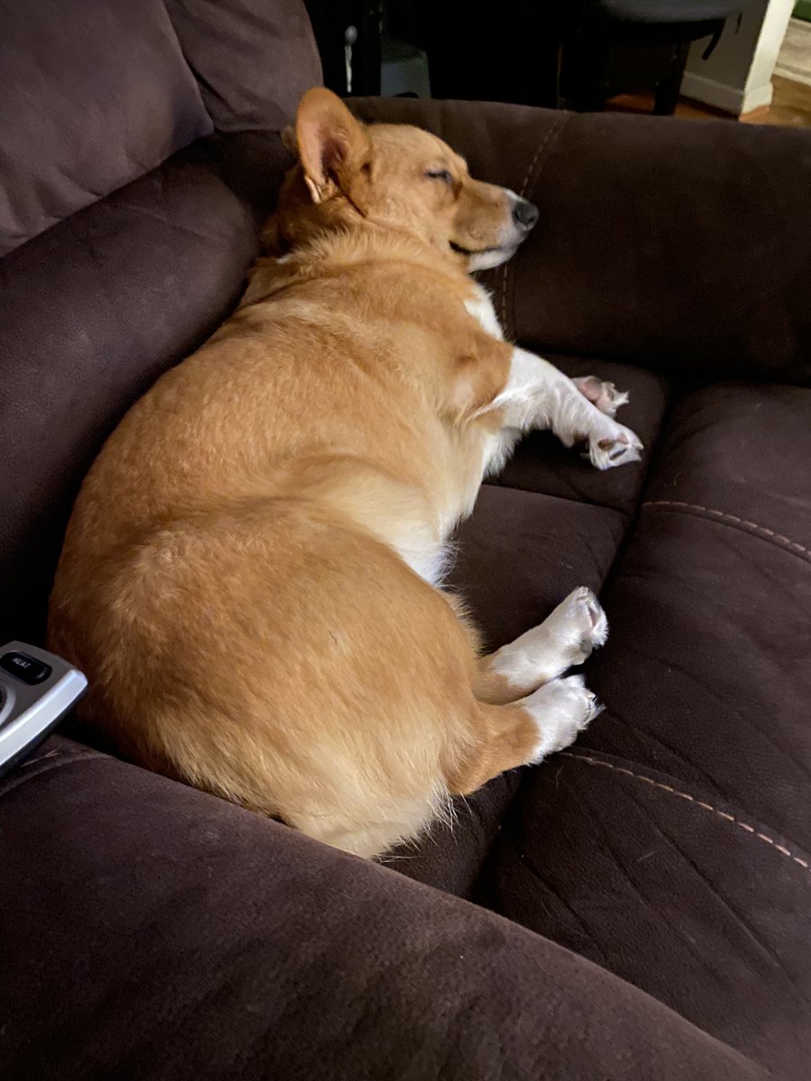 QBeast9922's tweet image. Hooman, please leave me alone.. I’m trying to sleep.. 
#Corgi #LexiMae #CorgisRuleTheWorld #WednesdayVibes #LexiSaysHelloHoomans