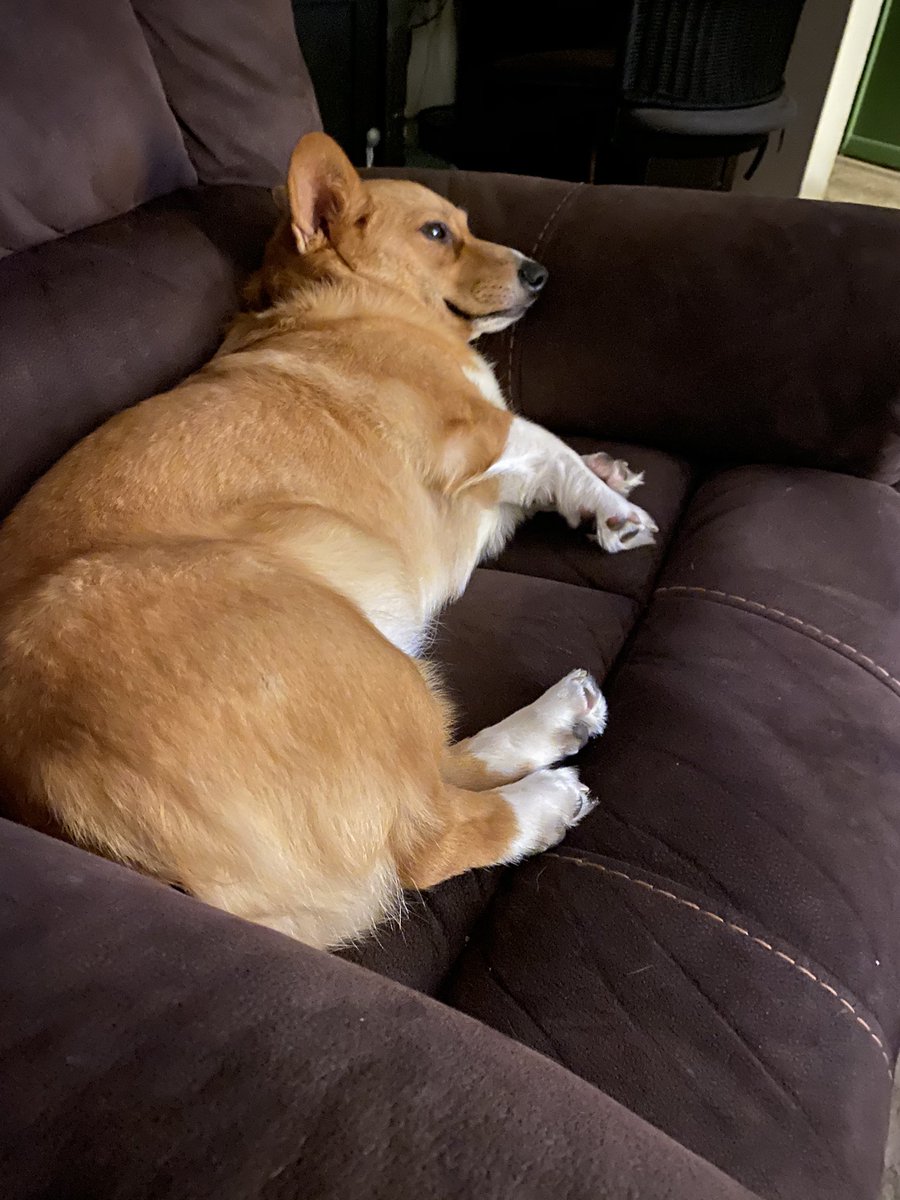 QBeast9922's tweet image. Hooman, please leave me alone.. I’m trying to sleep.. 
#Corgi #LexiMae #CorgisRuleTheWorld #WednesdayVibes #LexiSaysHelloHoomans
