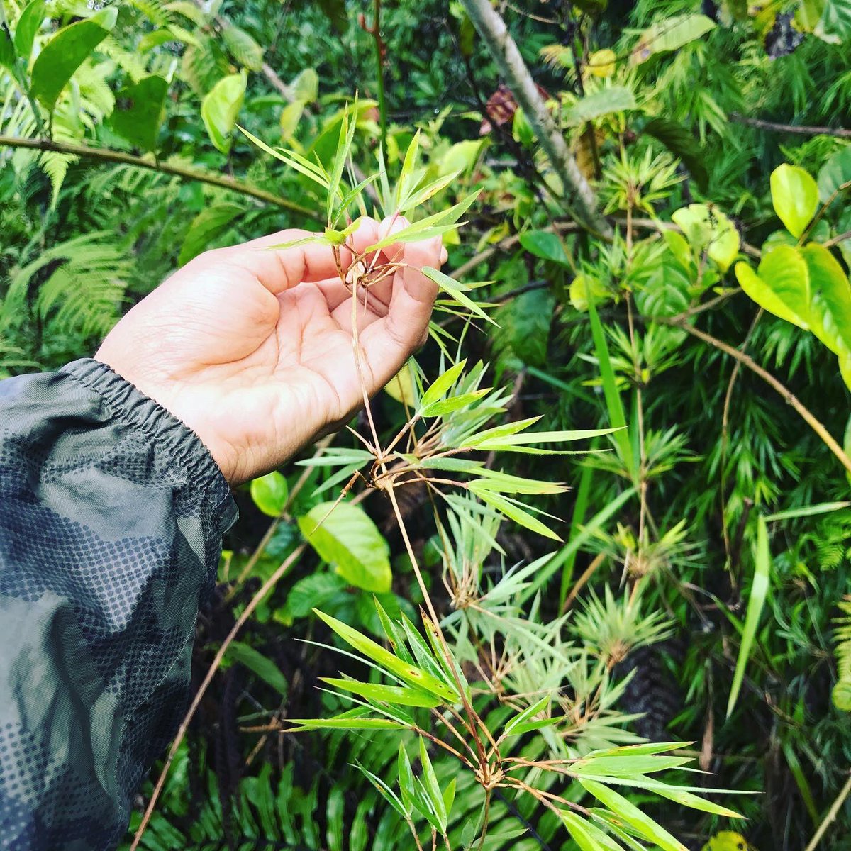 RaphaPaucar's tweet photo. Diversidad de bambúes de montaña! Una del género #chusquea @ Villa Rica, Pasco, Peru https://t.co/YyeXMpvPmc