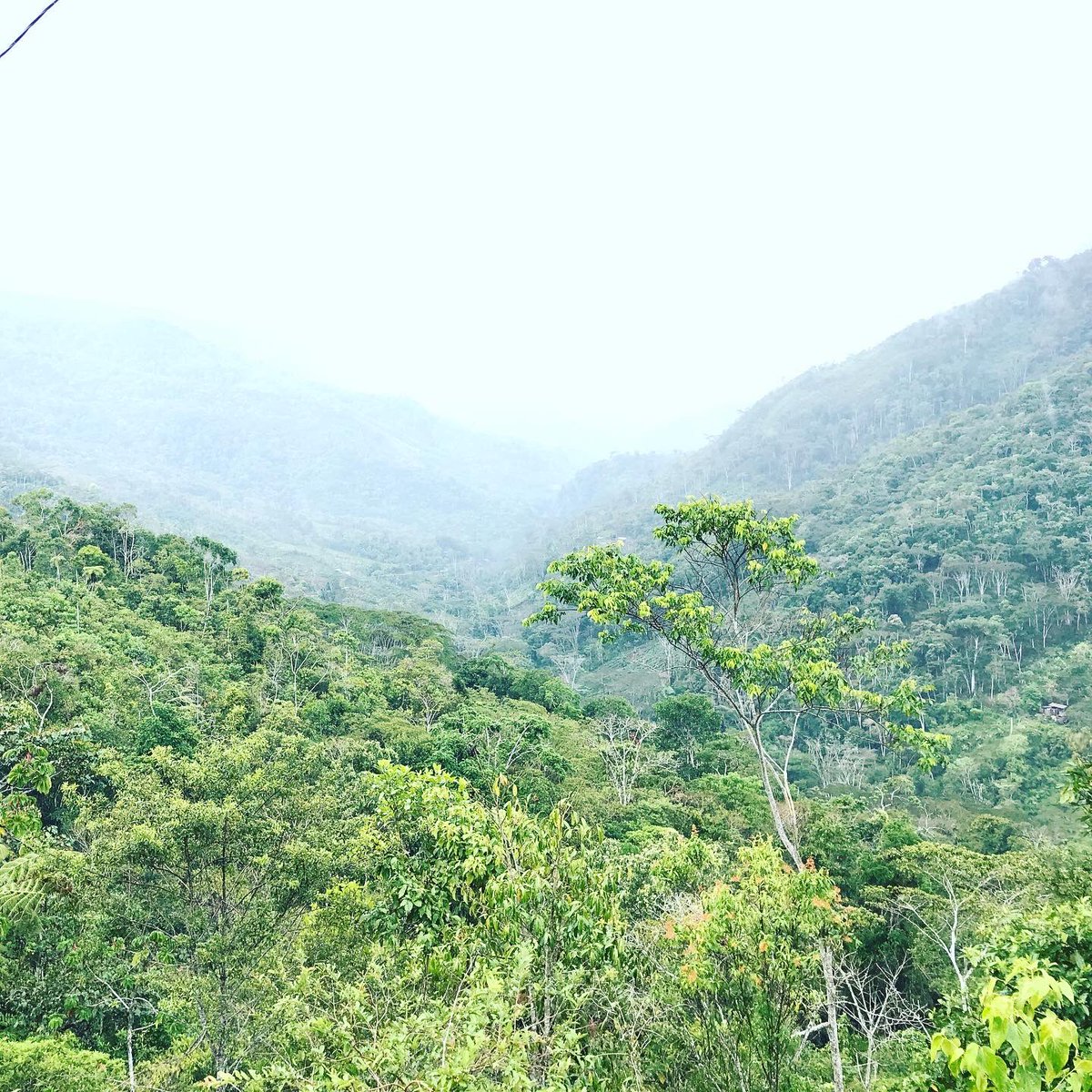 RaphaPaucar's tweet photo. Diversidad de bambúes de montaña! Una del género #chusquea @ Villa Rica, Pasco, Peru https://t.co/YyeXMpvPmc
