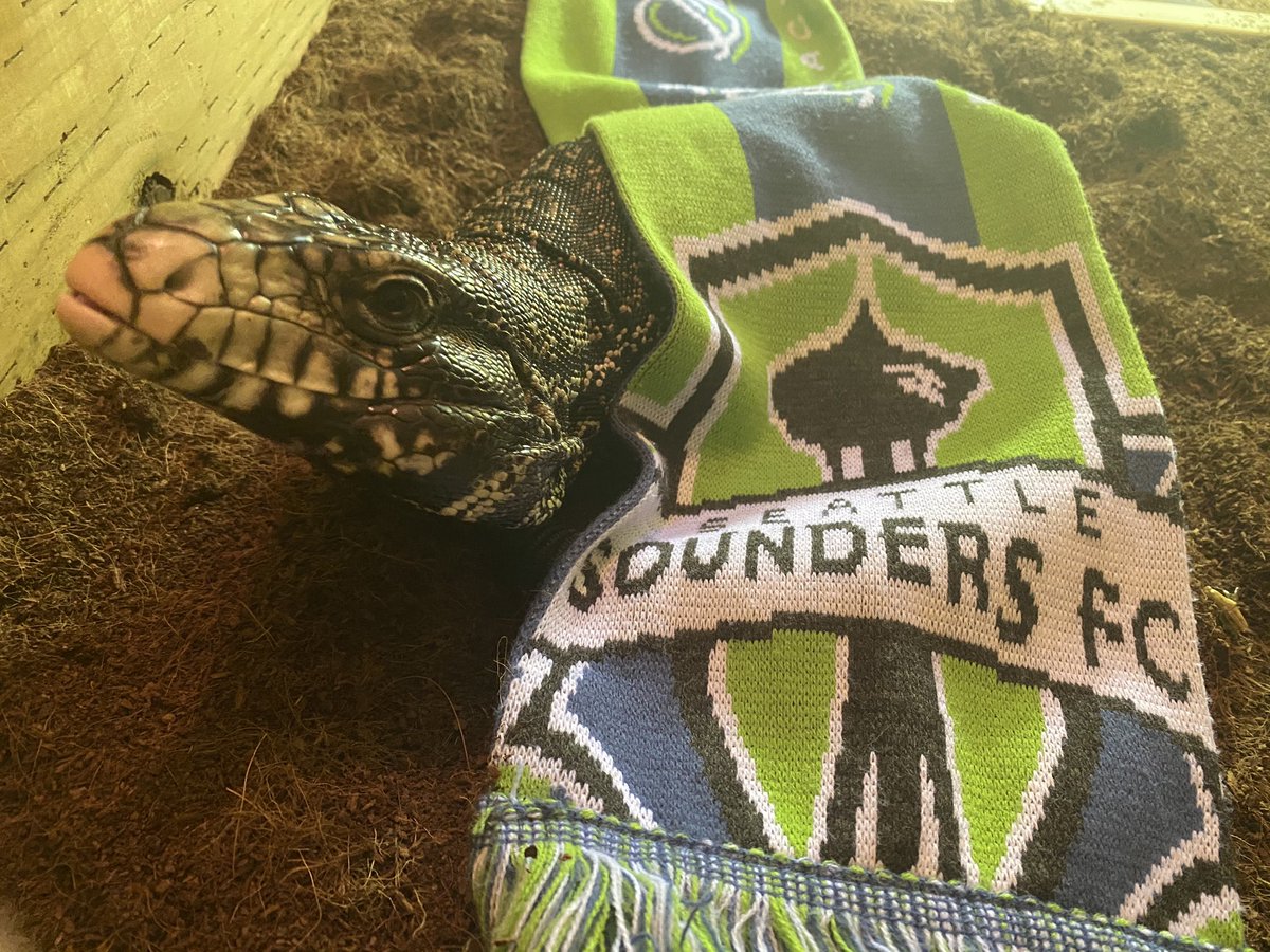 Phantombrain's tweet image. Kazu loves the Sounders! @SoundersFC #SoundersMatchday #PORvSEA