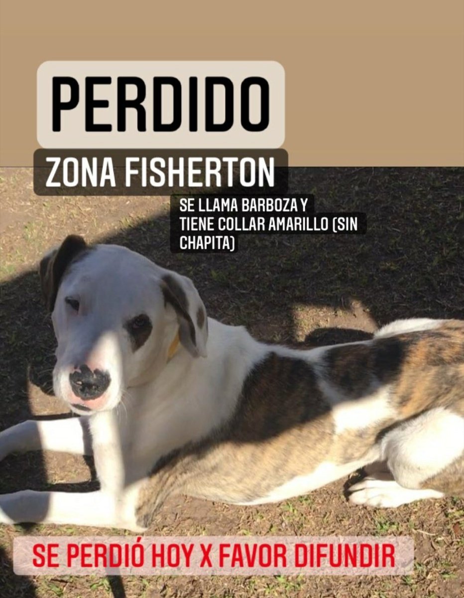 Itamorlan_'s tweet photo. Un RT no cuesta nada! Por favor DIFUNDIR.
Se perdió esta tarde en Fisherton, Rosario.
Se llama barboza. Cualquier cosa comunicarse al 3464599154 o al 341 502-8436. Gracias https://t.co/GsR2nvlJE5
