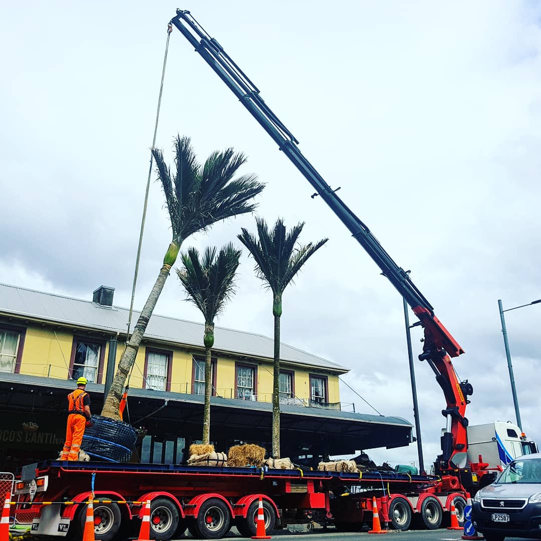 CerebralNurse's tweet photo. Karangahape Rd is undergoing a lot of changes, so it is good to see the return of these beautiful #nikau trees as a contrast to the concrete @KRoadUpdates @KarangahapeRd https://t.co/6TAaQhSe5U