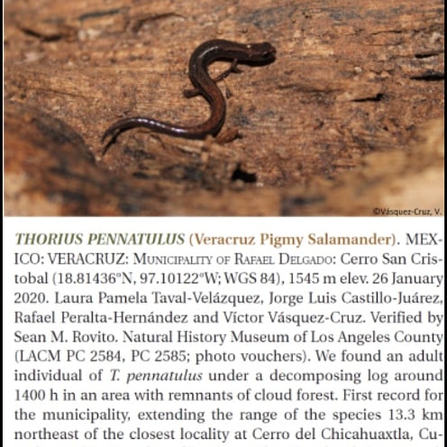 palancoatl's tweet photo. Thorius pennatulus 
Salamandra pigmea veracruzana

 Sus poblaciones están disminuyendo, por ende está en peligro de extinción. Se descubrio una nueva localidad publicada en la revista Herpetological Review.

#thorius #thoriuspennatulus #herpetariopalancoatl #palancoatl https://t.co/mop7MIZbfI