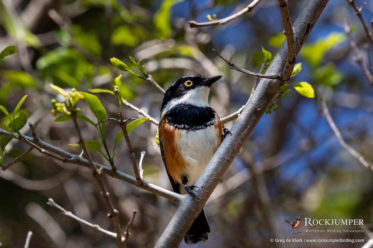 greg_guide's tweet image. Cape Batis (Batis capensis) - a Southern African endemic and a species one regularly encounters in Afromontane and lowland forest while also being fond of riverine thickets usually encountered with @RockjumperTours #birds_adored #bird_brilliance #marvelshots #zeissbirding