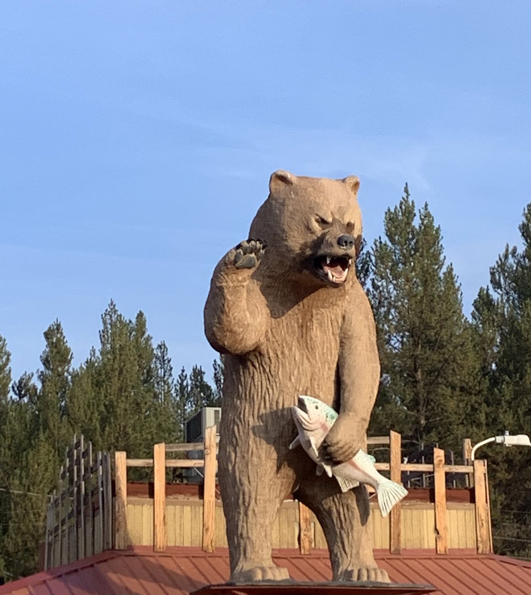 JasonOShell's tweet image. This is MY fish! 🐻