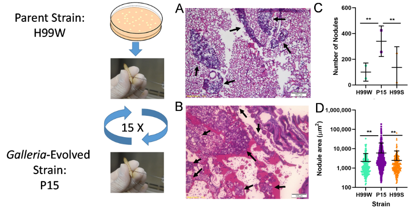 Pathogens_MDPI's tweet photo. #pathogens
Serial Passage of #Cryptococcus neoformans in #Galleria mellonella Results in Increased Capsule and Intracellular Replication in #Hemocytes, but Not Increased Resistance to #HydrogenPeroxide
by Muhammad Fariz Ali, Stephen M. Tansie, et al.
👉https://t.co/1dLjLkdAlN https://t.co/RDnxNH2xKo
