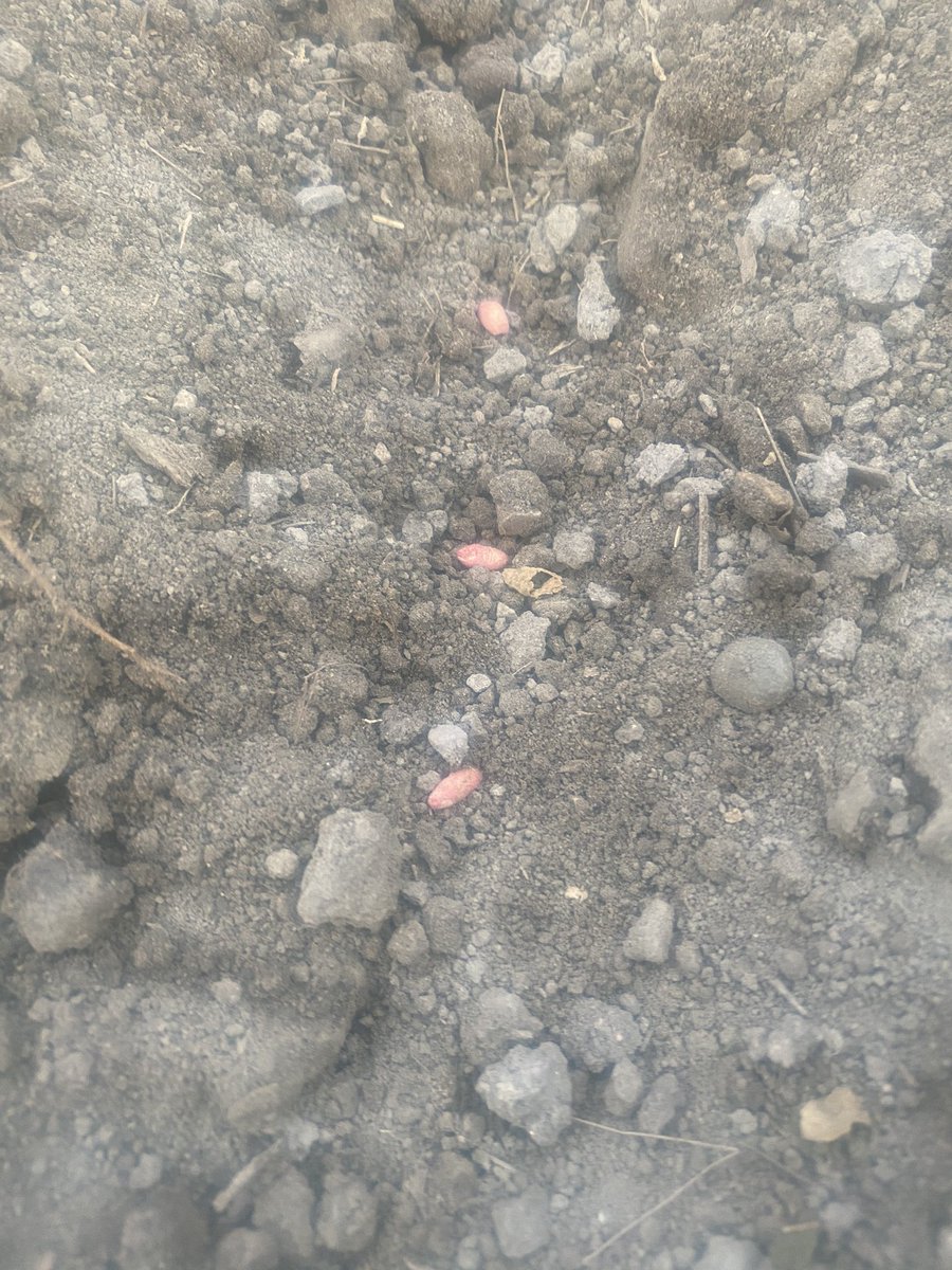 September wheat grows lots of sweets.