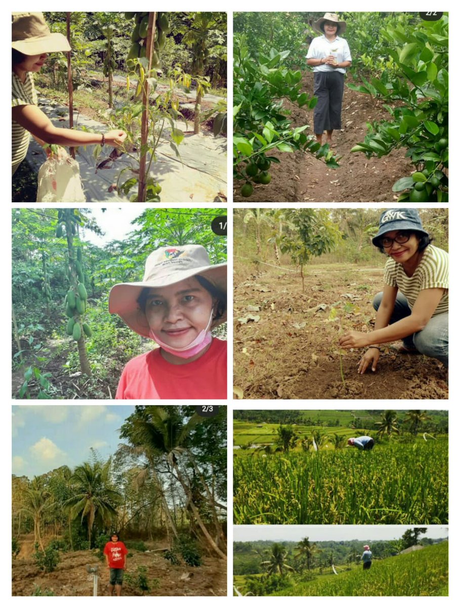 Selamat Hari Tani Nasional 24 September 2020
Terima kasih petani, tdk ada petani kita tdk bisa makan...sejahtera petani Indonesia! #kedaulatanpangan  #haritani #petaniharussejahtera Hidup petani! Bangga jadi petani