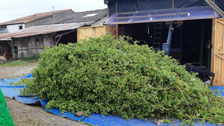 iciloireocean's tweet photo. [PHOTOS] Loire-Atlantique : il produit deux tonnes de houblon bio et c'est le seul dans le département https://t.co/kdDooH7UzT https://t.co/g1NNxNBceZ
