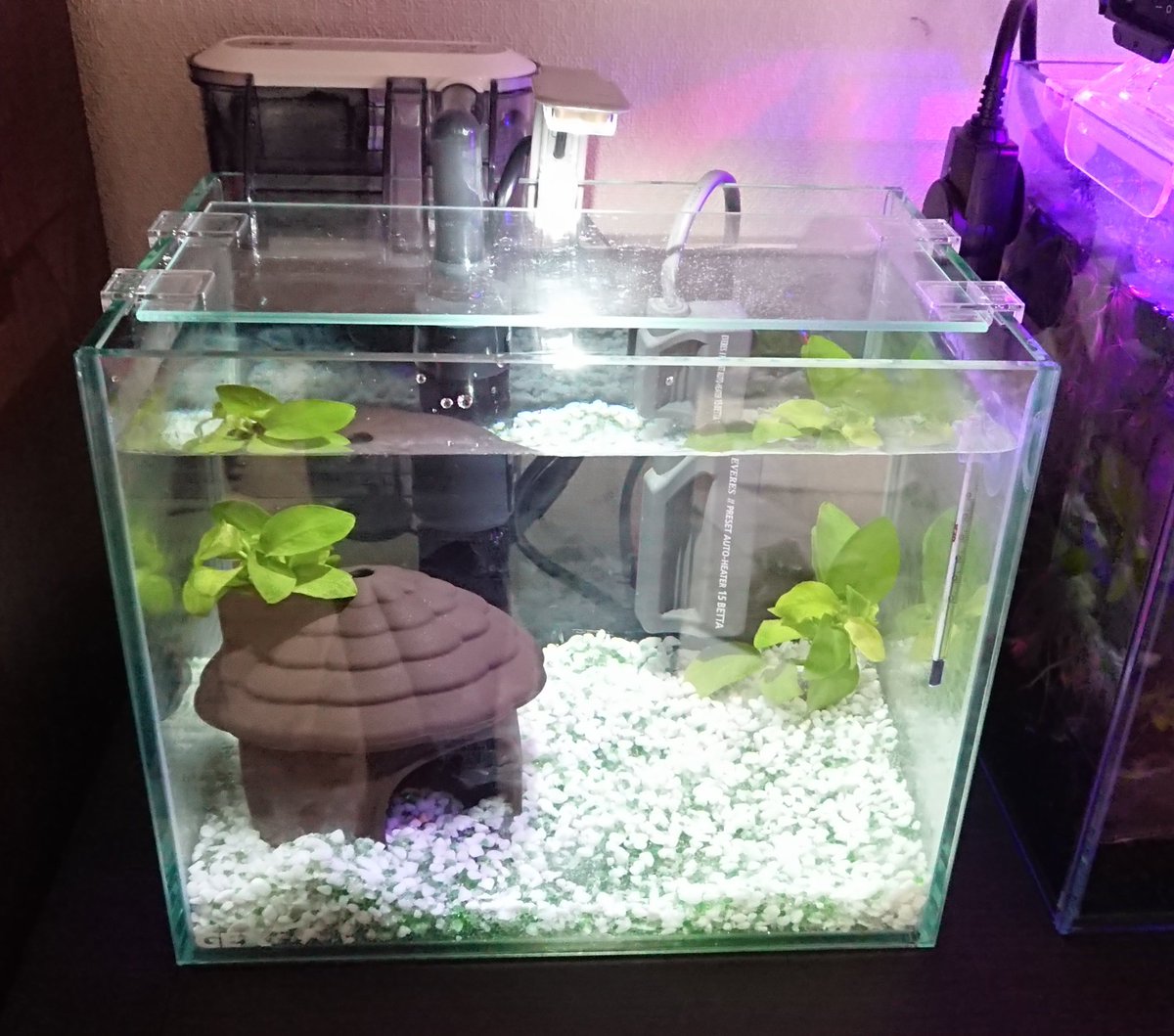 Poisson 注文が届いたので早速セットしてみました O 艸 後は好きなベタを見つかるのみ いぶきエアストーン 水中ハウス エヴァリス プリセットオートヒーター15 アクアクリスタルサンド カミハタ アヌビアスナナ ゴールデン T
