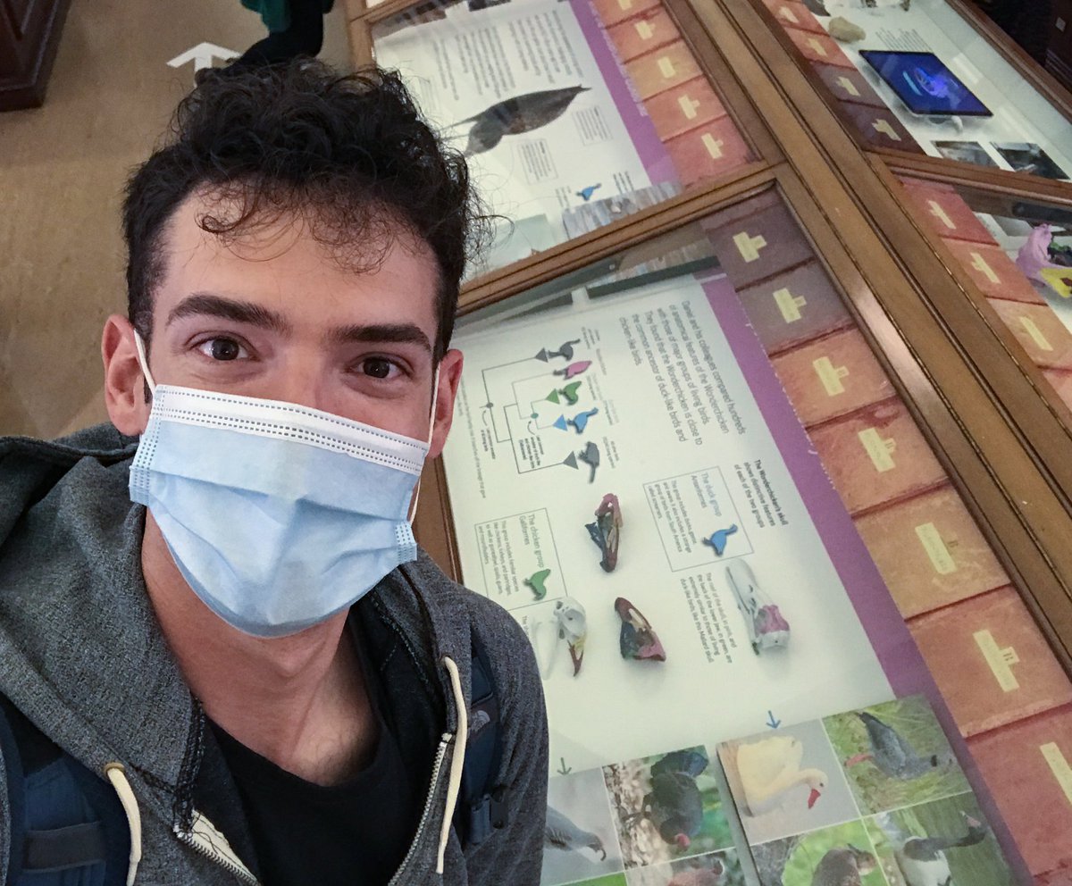fieldpalaeo's tweet photo. I'm so happy to say that the @SedgwickMuseum, with our "Dawn of the #Wonderchicken" exhibit, are now open!! The real fossil is on display, along with lots of cool visuals prepared by @J_BenitoMoreno and @RobTheodore. Book your (free!) tickets here: https://t.co/xZzYV6CNW7 https://t.co/69lfRhdOmy