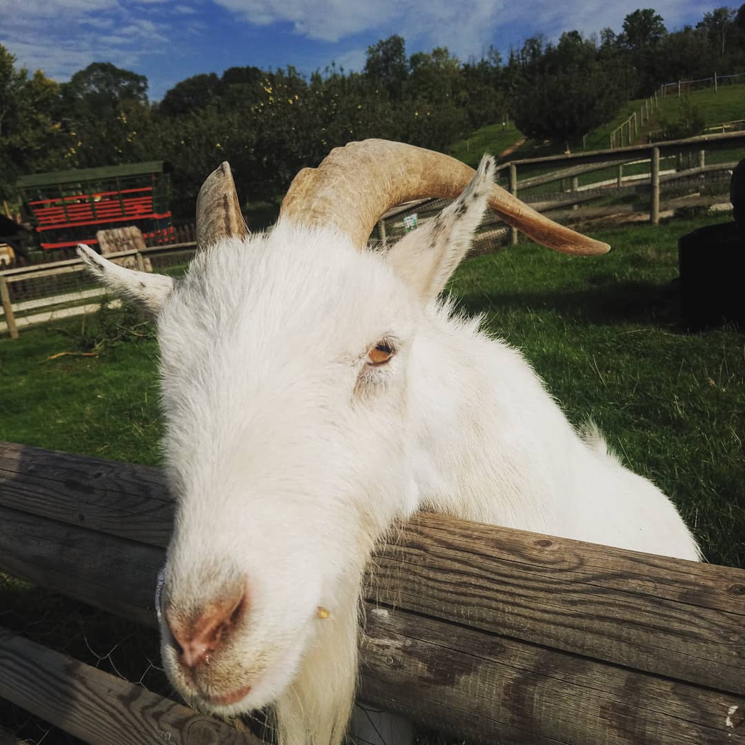 Torre Cider Farm tweet media