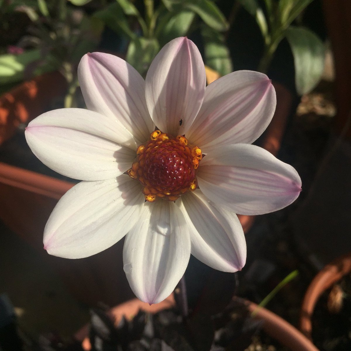 Morning Flower 🙋🏻 #LittleGarden #BigMotherHouse #TodaysJoy #Dahlia