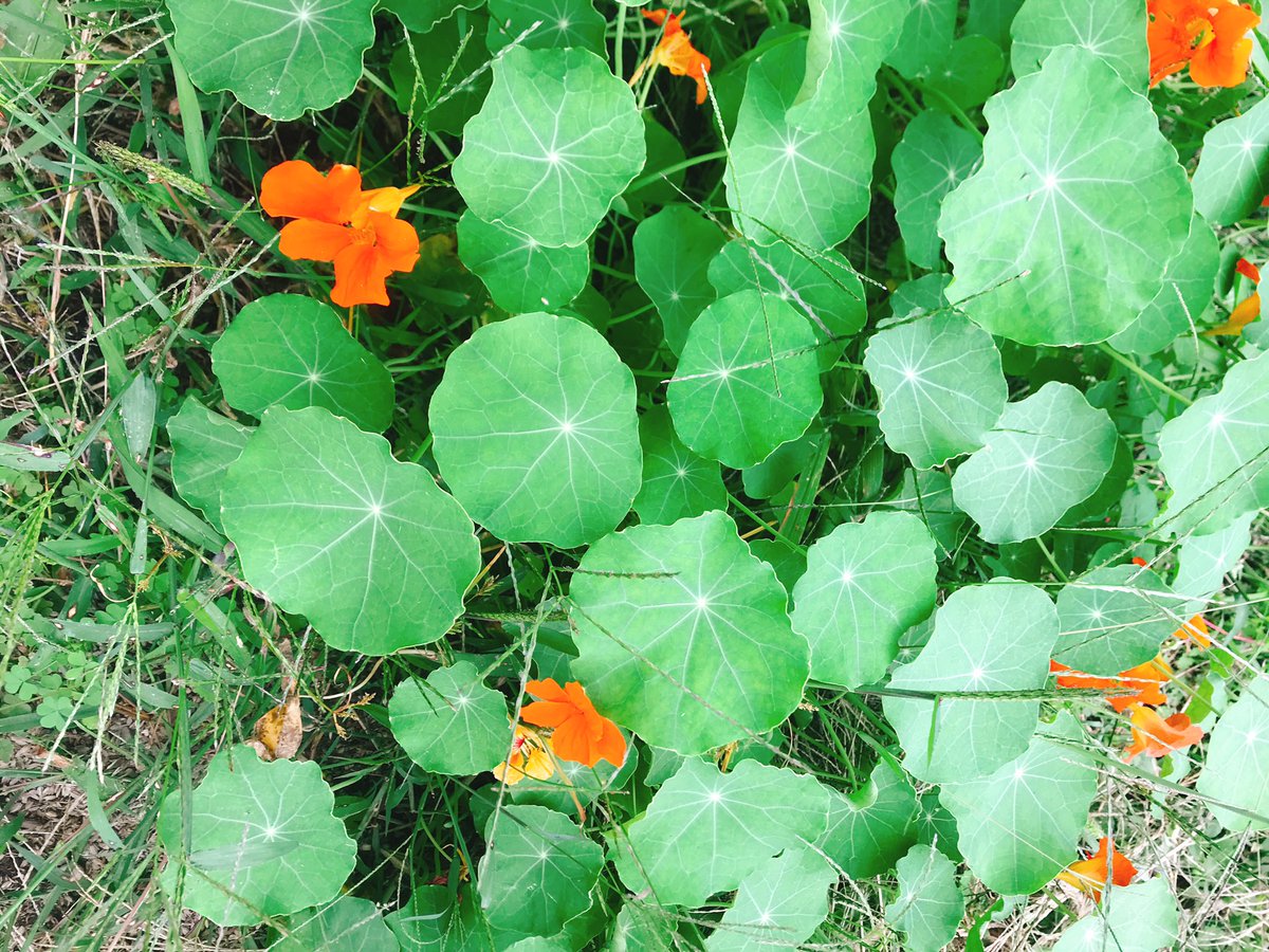 かんざきさん 涼しくなってきたせいか ナスタチウムが元気になりました 葉や花をたべてもよし 観てもよし 他の野菜の コンパニオンプランツとしてもよし と何て万能なのだろう 家庭菜園 家庭果樹 ブルーベリー農園 ハーブ好き パーマカルチャー