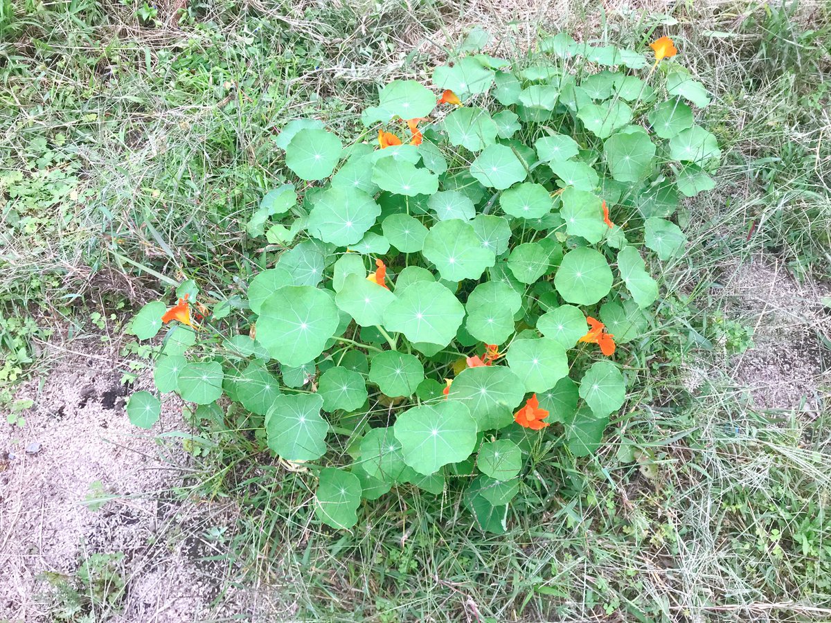 かんざきさん 涼しくなってきたせいか ナスタチウムが元気になりました 葉や花をたべてもよし 観てもよし 他の野菜の コンパニオンプランツとしてもよし と何て万能なのだろう 家庭菜園 家庭果樹 ブルーベリー農園 ハーブ好き パーマカルチャー