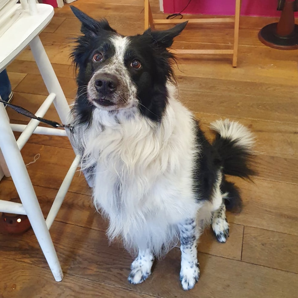 Who else thinks this hansome chap could be part of our collie clan?! We're convinced he's a distant relative...

#zakthecolliedog #cherrydidikeswick #coZaksafe #bordercollietrustgb  #lakesearchdogs #shoplocal 

#cantroamshopfromhome at cherrydidi.com/collections/ah