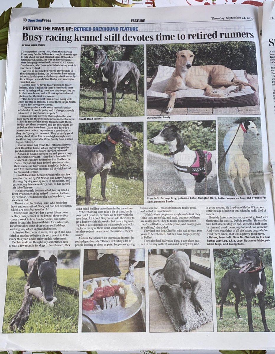 Orourkedebbie66's tweet photo. We’ve now rehomed 24 of our greyhounds in the last 18 months, there clearly all living wonderful lives in there new homes, I love this part of Racing, a lot of time goes into this but so worth it 😊😊 #Retirednotrescued https://t.co/CLom1uJUij