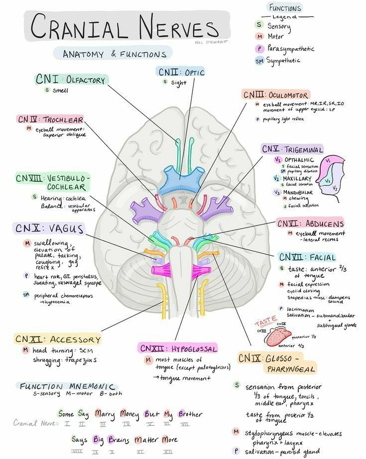 Medicinemia's tweet photo. Cranial nerves https://t.co/7ADaCyW3KC