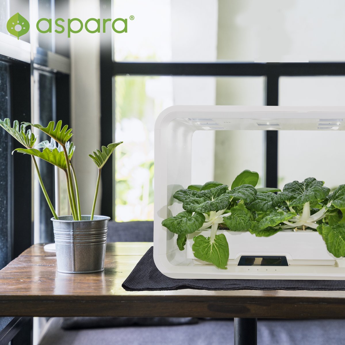 🌿 Live a greener life with aspara 🌱​
-​
Learn more about aspara: aspara.hk​
Order now: aspara.hk/shop​
-​
#aspara #smartgrower #hydroponics #indoor #homegrown #garden #herb #veggies #fruits #flowers #seed #growyourown #smartsensor #smartwatering #green